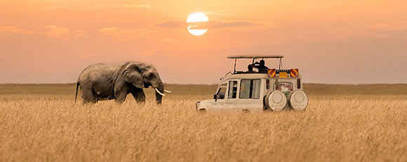 Entdecken Sie die artenreiche Tierwelt auf einer Safari durch Tansania
