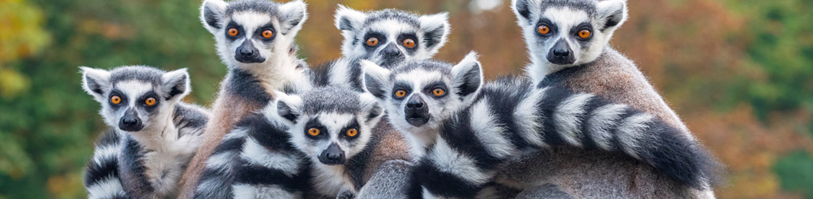 Madagaskar Gruppenreisen